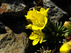 Saxifraga 'petra'